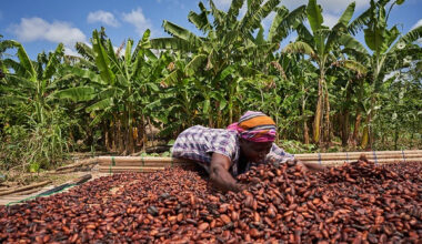 Ivory Coast considers following Ghana with cocoa farmgate price cut