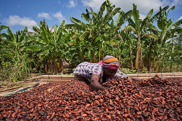 Ivory Coast considers following Ghana with cocoa farmgate price cut