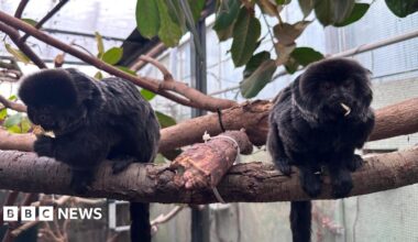 Two small black monkeys with long tails sit on a branch in an enclosure, eating food (possibly crickets).