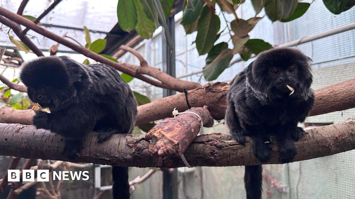 Two small black monkeys with long tails sit on a branch in an enclosure, eating food (possibly crickets).
