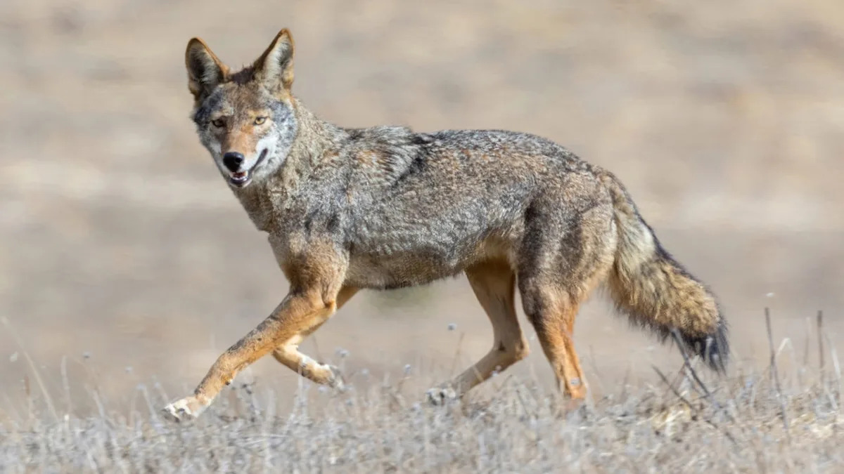 Long-Awaited Update on Coyote Who Swam From San Francisco to Alcatraz Is a Massive Relief