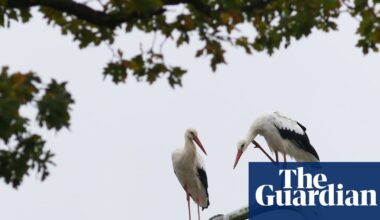 ‘The normal should be darkness’: why one Belgian national park is turning off ‘pointless’ streetlights | Biodiversity