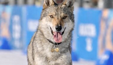 How A Wolfdog Stole The Hearts Of Millions At The 2026 Winter Olympics In Italy
