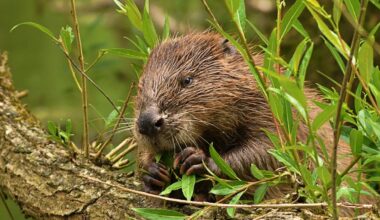 More beavers released but critics say it’s too dam slow to rewild England