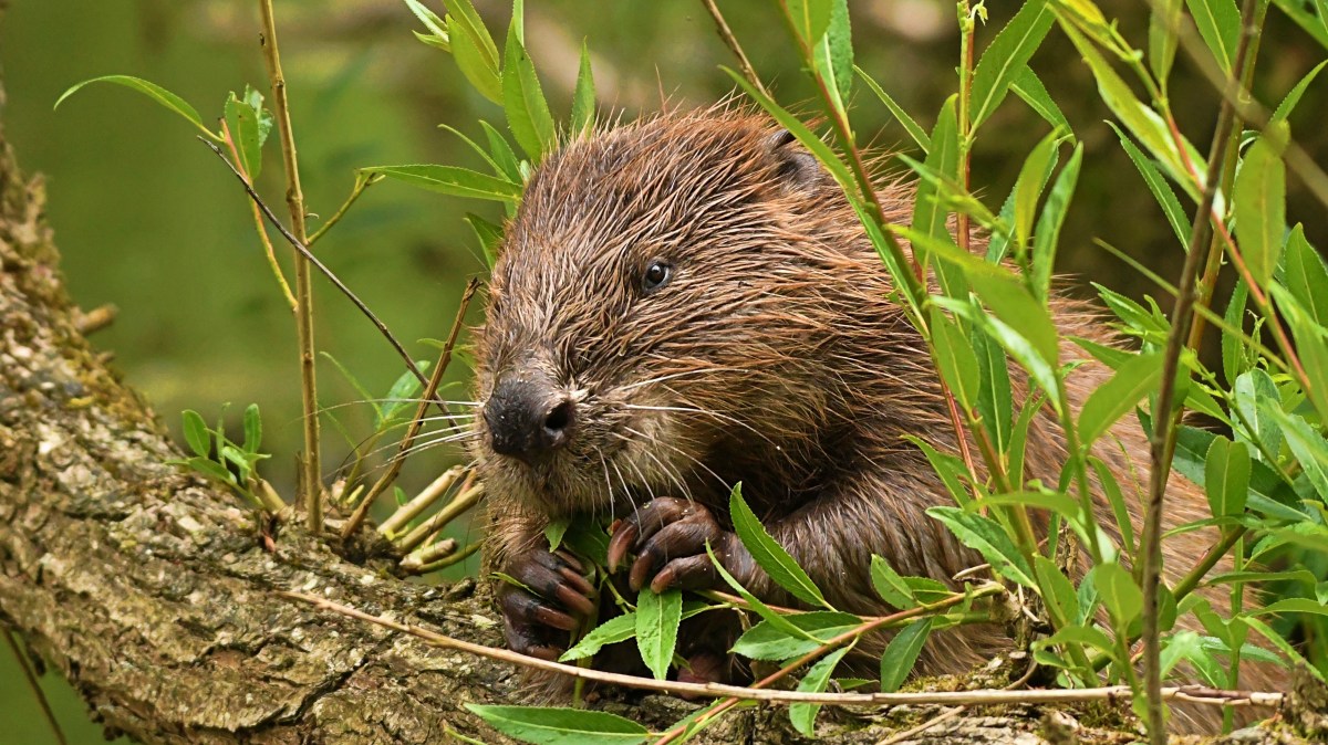 More beavers released but critics say it’s too dam slow to rewild England