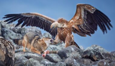 mortal combat and penguin dives