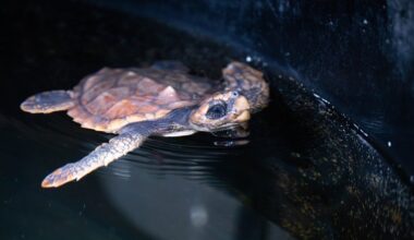 Rare turtle washed up in storm flown to England for treatment