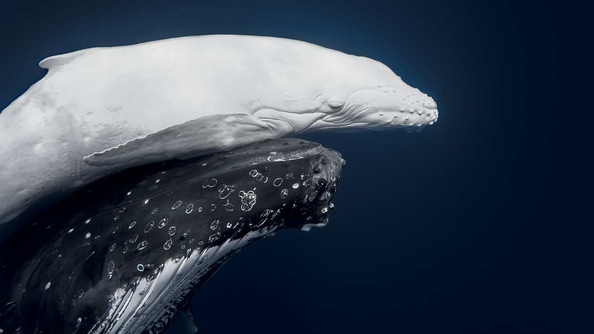 Winning images from the World Nature Photography awards 2026