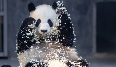 A playful panda — and other news in pictures