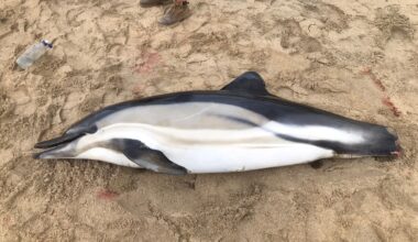 Number of stranded dolphins doubles on Cornish shores