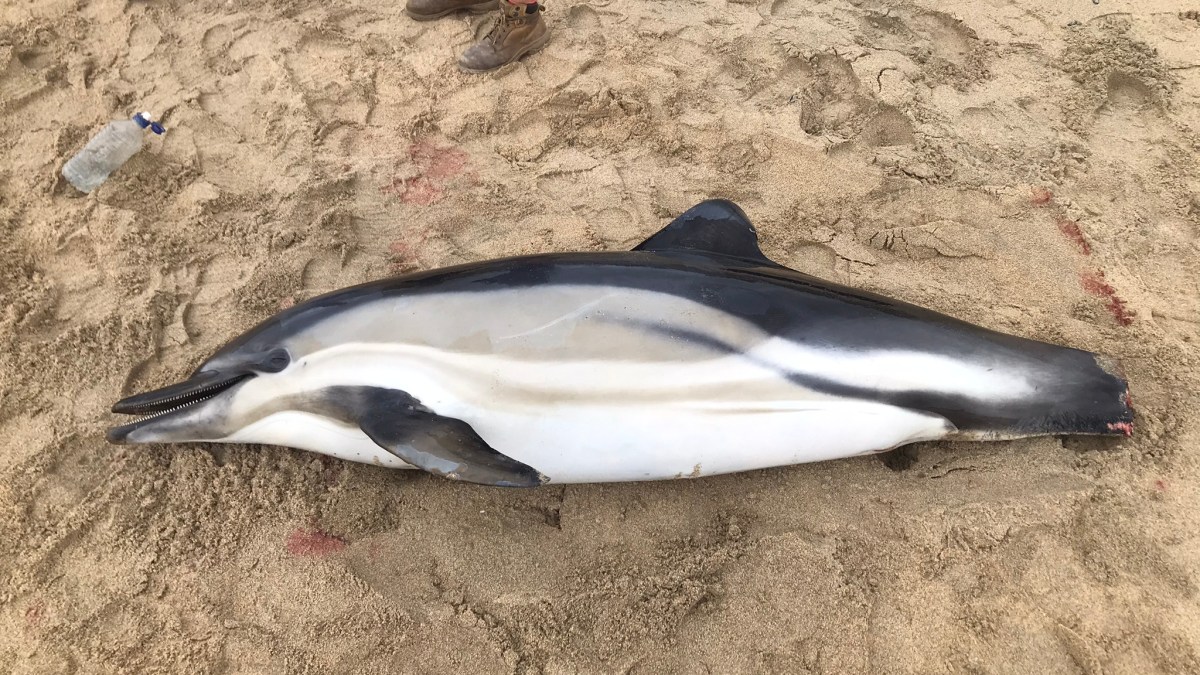 Number of stranded dolphins doubles on Cornish shores