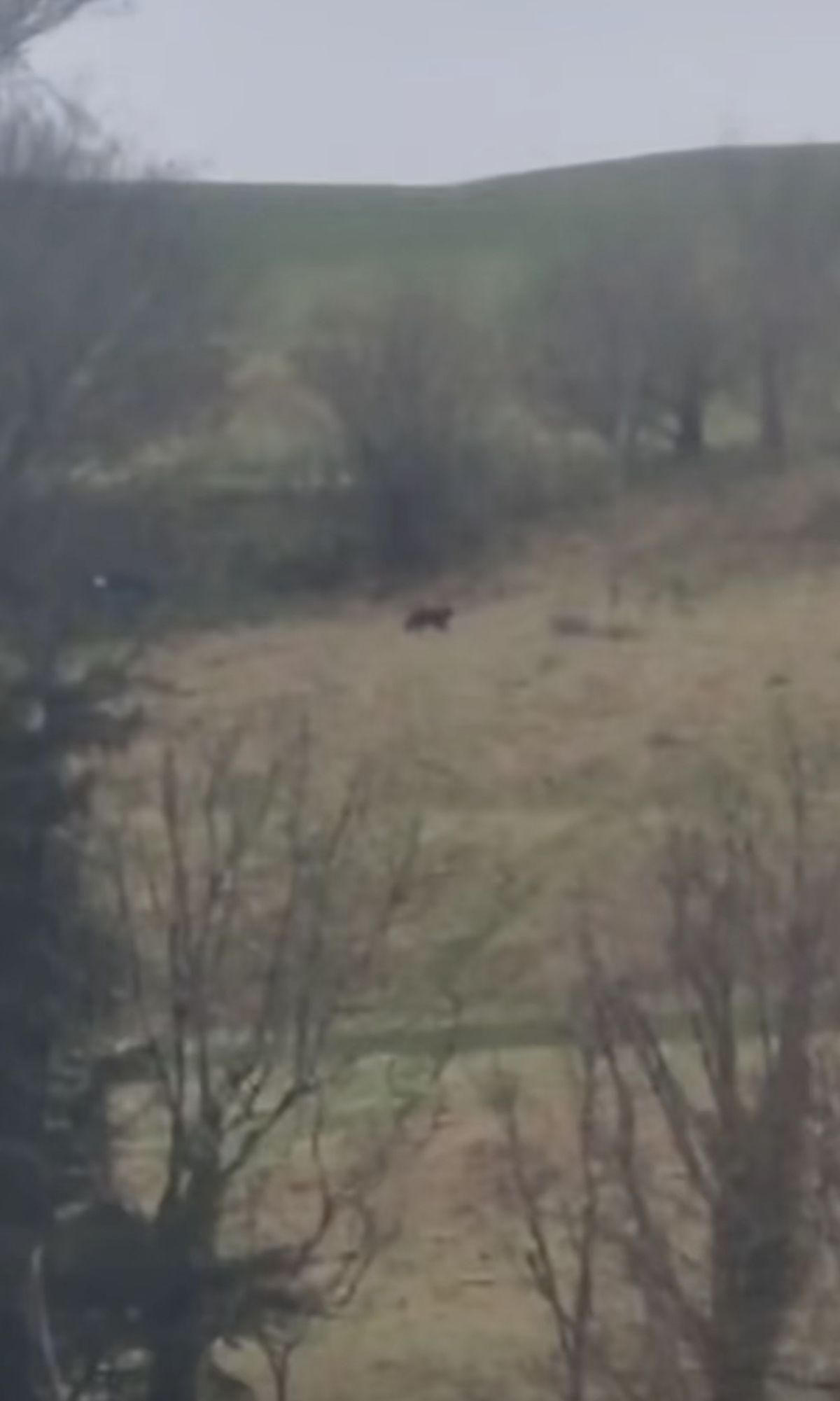 Grab of video of ‘big cat’ spotted near hotel