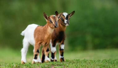 Sanctuary Llama Becomes an Instant 'Nanny' to 2 Surrendered Baby Goats