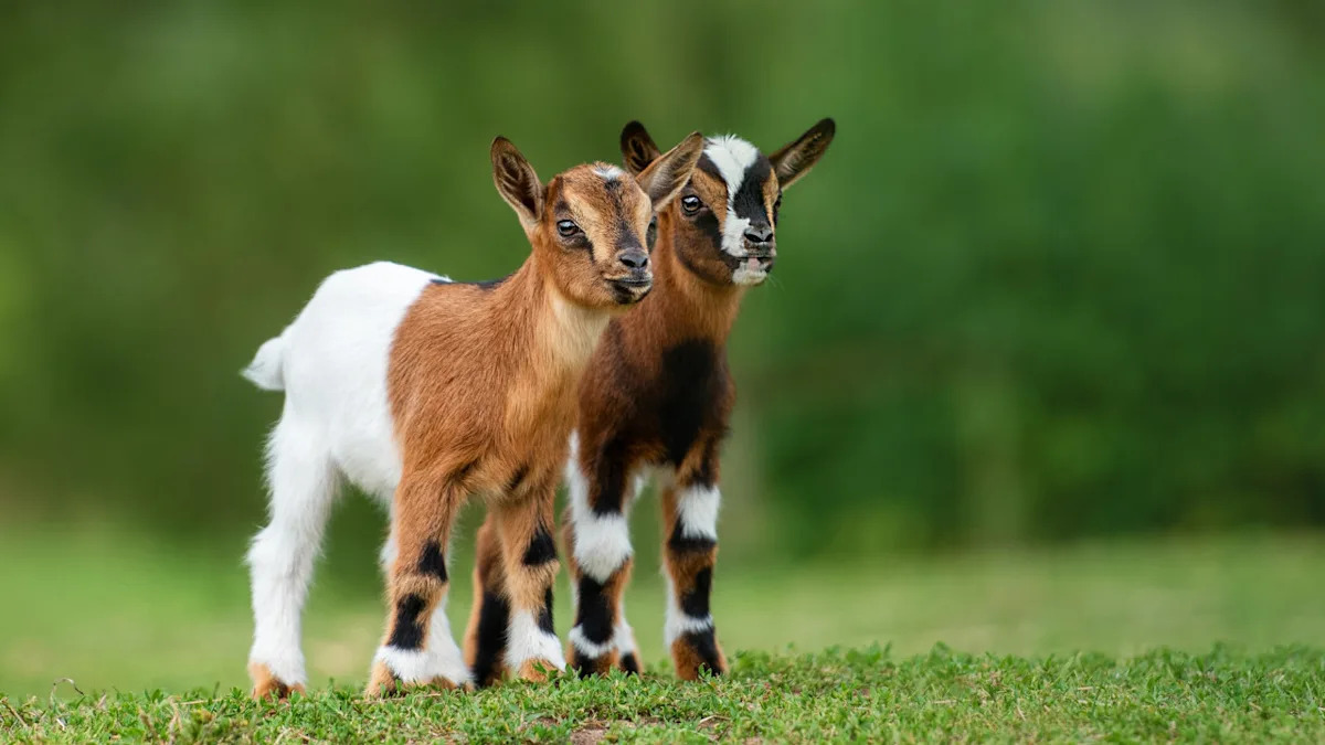 Sanctuary Llama Becomes an Instant 'Nanny' to 2 Surrendered Baby Goats