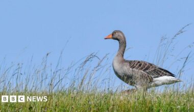 The goose has light grey feathers and a bright orange beak. It is on the ground standing in long grass.