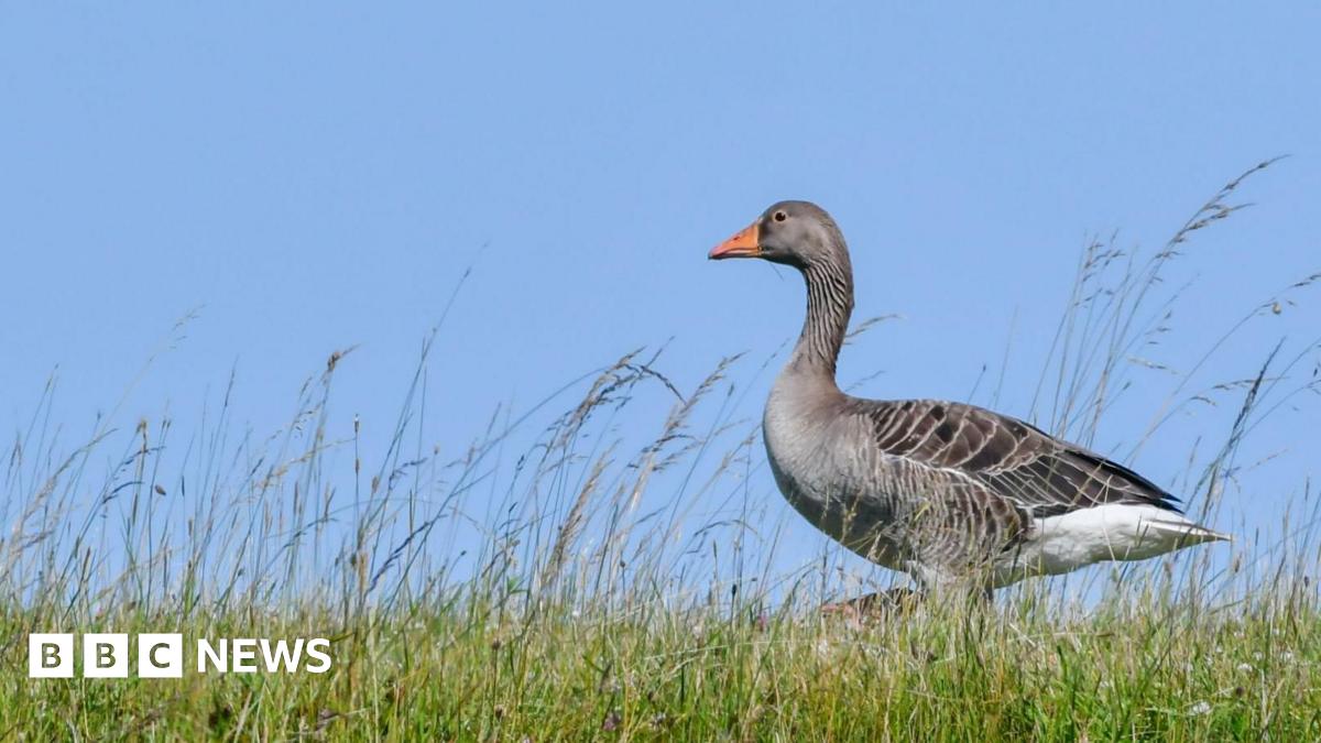 The goose has light grey feathers and a bright orange beak. It is on the ground standing in long grass.