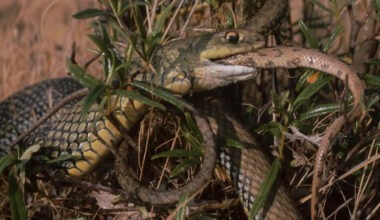 Researchers Reveal Cannibalism Among Snakes Is More Common Than Previously Reported
