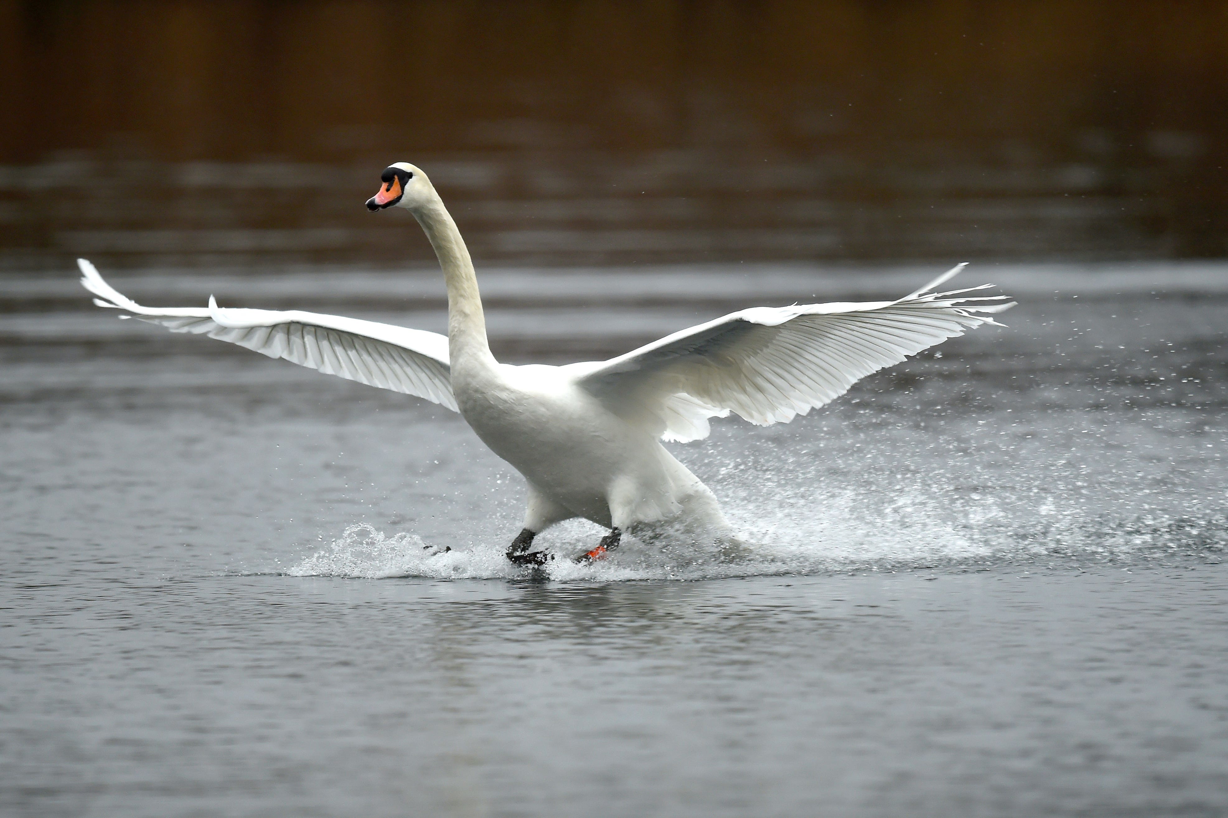Bird flu can often be fatal for swans