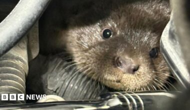 A baby otter, stuck within the engine bay of a car. The otter is looking straight into the camera.