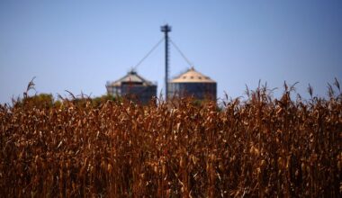 Brazil's Inpasa ramps up exports of dried distillers grains to China