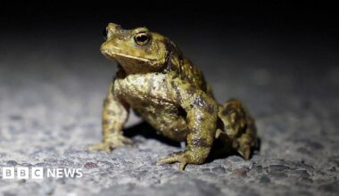 Cruz Beckham on stage