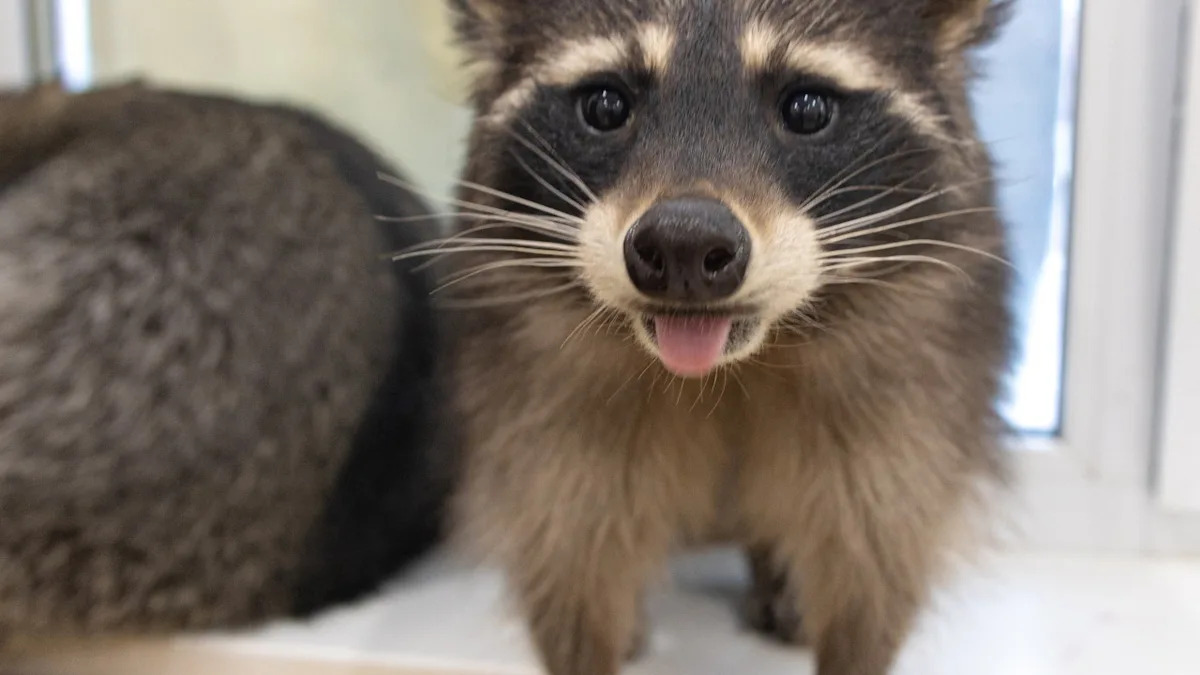 Domesticated Raccoon's Morning Routine Is So Put Together It's Honestly Aspirational