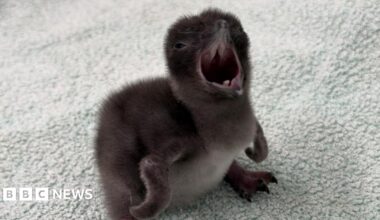 A small fluffy penguin chick with dark brown down and its beak wide open