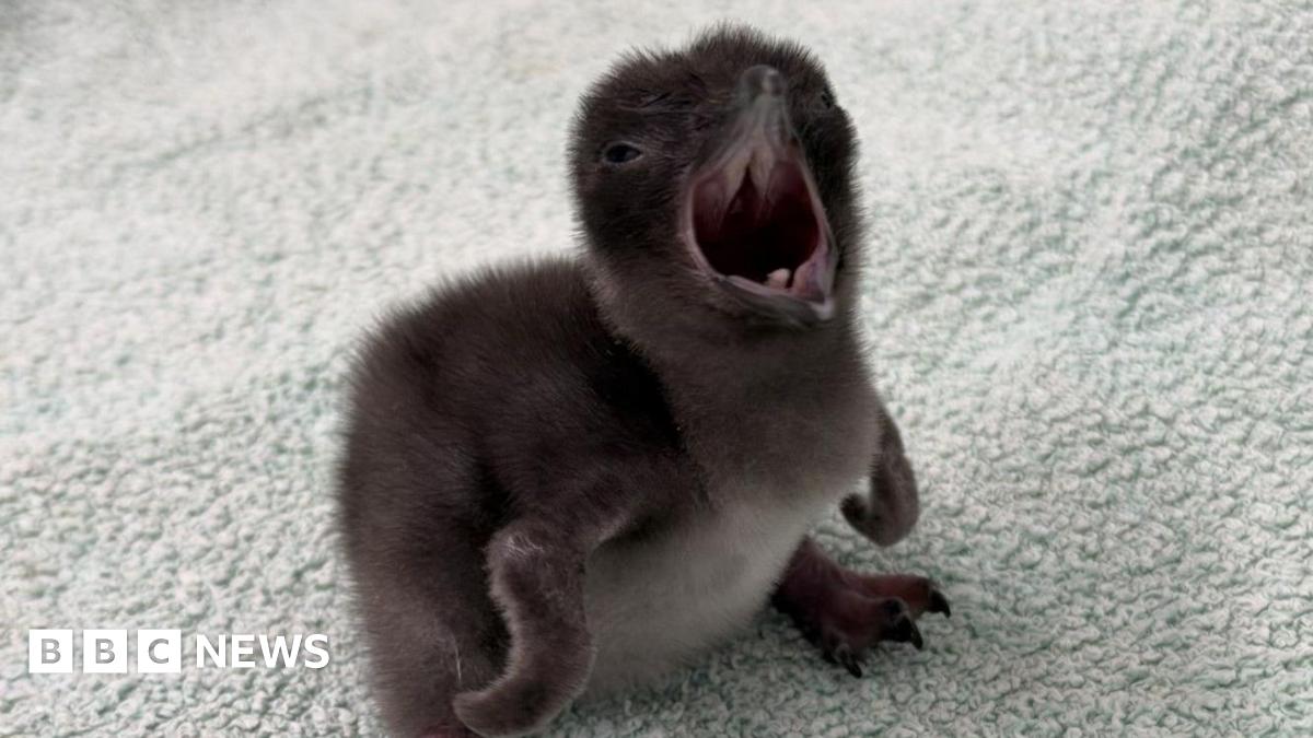 A small fluffy penguin chick with dark brown down and its beak wide open