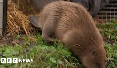 Brown beaver entering river near grass