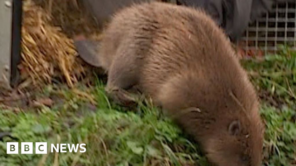 Brown beaver entering river near grass