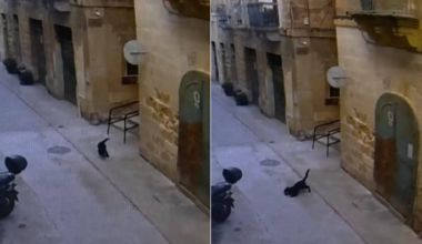 CCTV footage captures Bormla panther