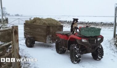 Picture of an open farm gate with a quad bike pulling a trailer of hay.  Sheepdog is sitting on quad bike, made to look like it is the driver.  Snow covers the ground and fields around.