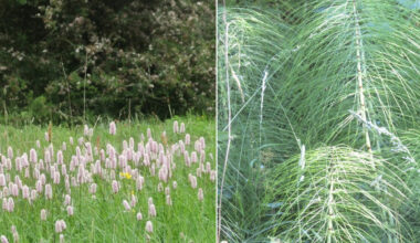 Supporting image for story: Date clocks spring forward and if your clocks will update automatically - why they change on a weekend