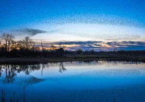 Spectacular scenes as starlings murmurate and are reflected in the water at Whixall Moss nature reserve in Shropshire. 