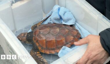 Turtle lands in UK for rehab after Storm Goretti - BBC