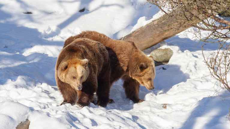 Photo shows Korkeasaari Zoo's two brown bears.