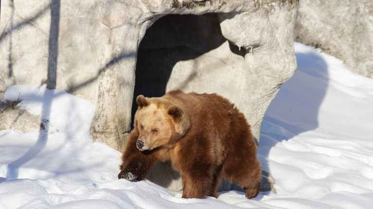 Karhut ulkoilevat oman rytminsä mukaan lumisessa maisemassa.