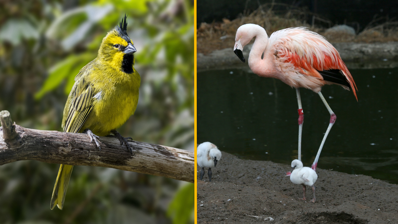 Side-by-side photos of a yellow cardinal and a Chilean flamingo