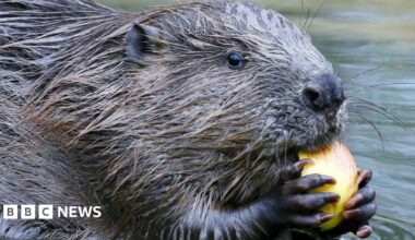 Gloucestershire wildlife plan supports beavers, bats and dormice