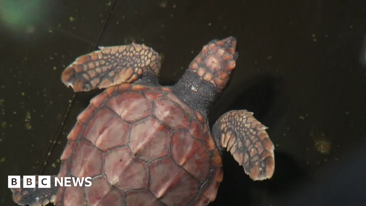 Crush the turtle in a white box with a blue towel near her as she is transported. She has a brown shell.