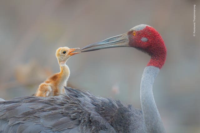 A sarus crane parent sharing an intimate and moving moment with its one-week-old chick 
