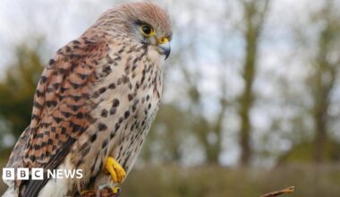 Public urged to look out for missing Fern the kestrel