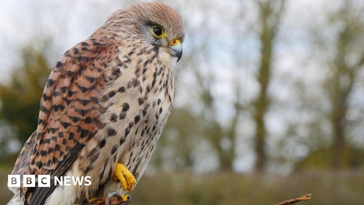 Public urged to look out for missing Fern the kestrel