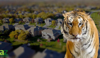 Panic in the Suburbs: Watch a Bengal Tiger Stroll Down a Quiet Texas Street as Neighbors Look On