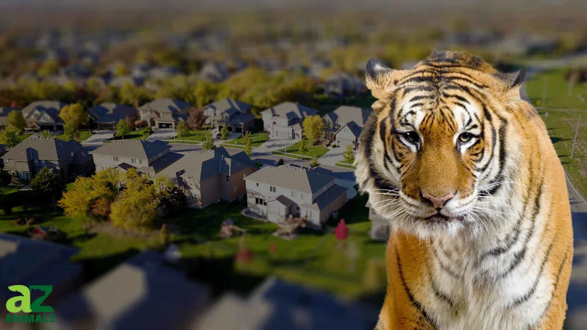 Panic in the Suburbs: Watch a Bengal Tiger Stroll Down a Quiet Texas Street as Neighbors Look On
