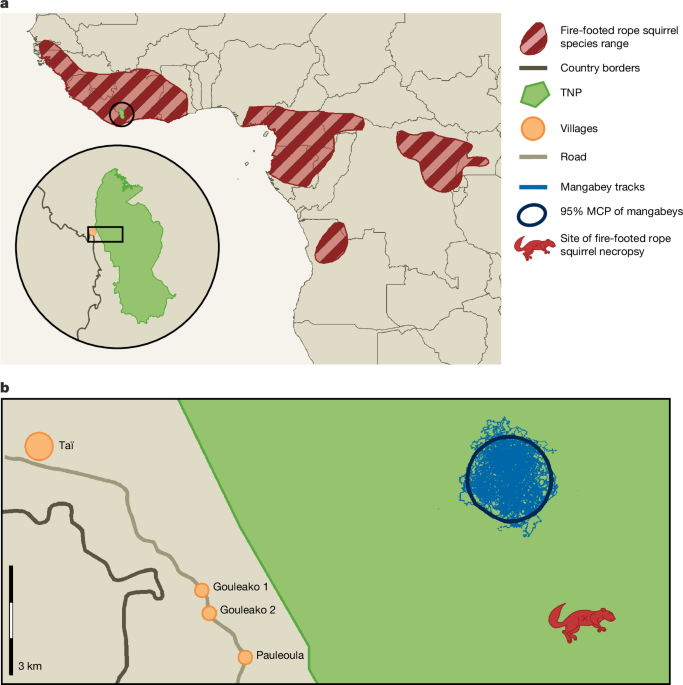 Transmission of MPXV from fire-footed rope squirrels to sooty mangabeys