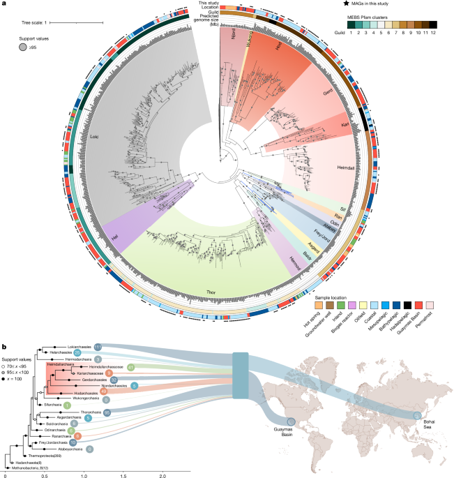 Oxygen metabolism in descendants of the archaeal-eukaryotic ancestor
