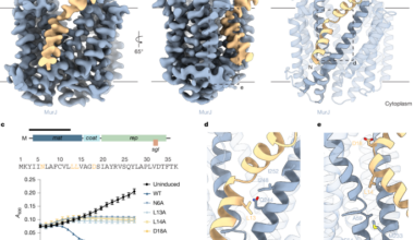 Convergent MurJ flippase inhibition by phage lysis proteins