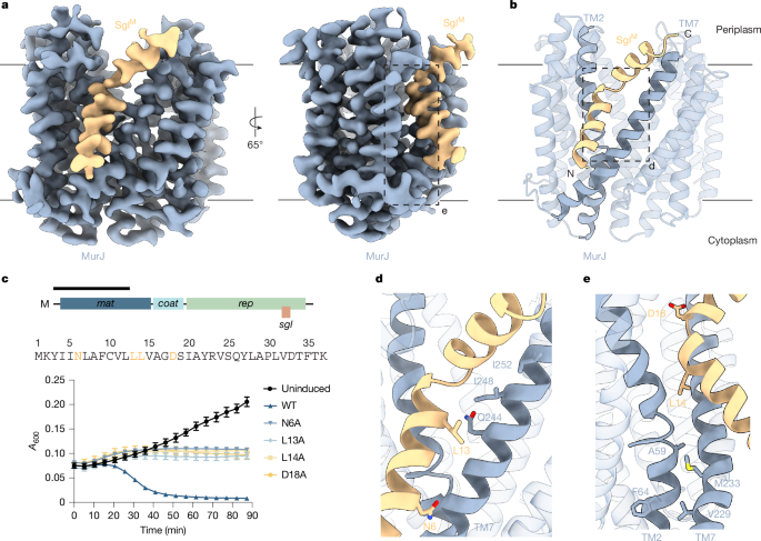 Convergent MurJ flippase inhibition by phage lysis proteins