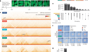 Three-dimensional genome reorganization foreshadows zygotic genome activation in Drosophila